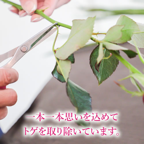 アイプリモ限定 生花バラの花束